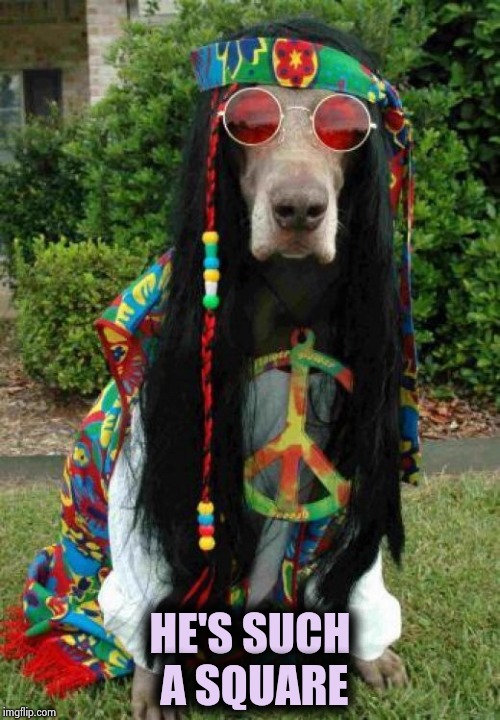 Hippie dog  | HE'S SUCH A SQUARE | image tagged in hippie dog | made w/ Imgflip meme maker