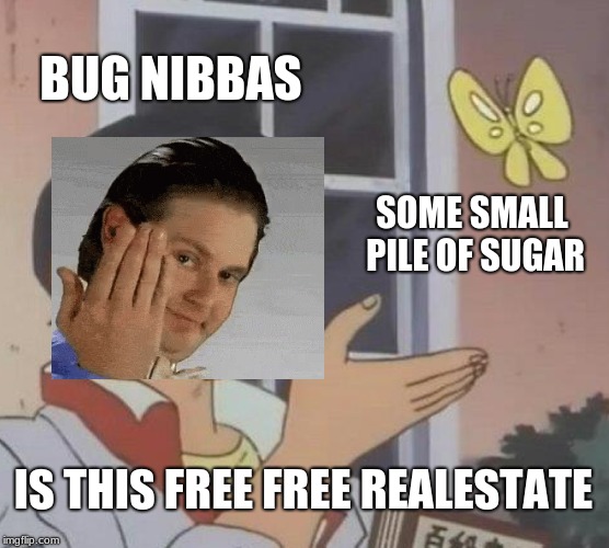 Is This A Pigeon | BUG NIBBAS; SOME SMALL PILE OF SUGAR; IS THIS FREE FREE REALESTATE | image tagged in memes,is this a pigeon | made w/ Imgflip meme maker