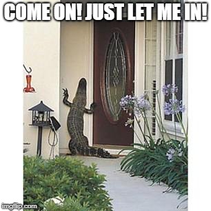 Alligator at the door | COME ON! JUST LET ME IN! | image tagged in alligator at the door | made w/ Imgflip meme maker