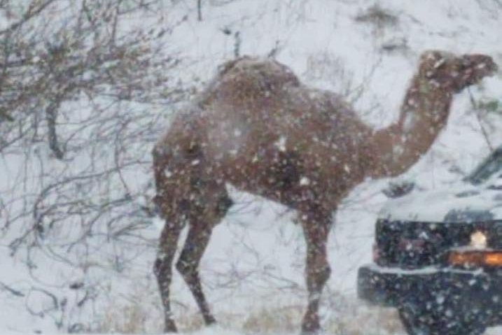 snow camel Blank Meme Template