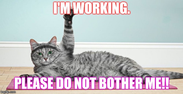 Cat Working Out | I'M WORKING. PLEASE DO NOT BOTHER ME!! | image tagged in cat working out | made w/ Imgflip meme maker