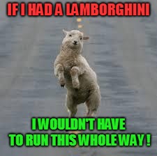 dancing sheep | IF I HAD A LAMBORGHINI I WOULDN'T HAVE TO RUN THIS WHOLE WAY ! | image tagged in dancing sheep | made w/ Imgflip meme maker