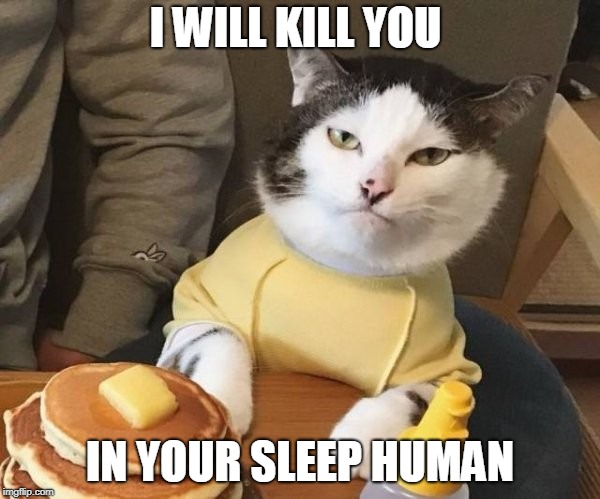 I WILL KILL YOU; IN YOUR SLEEP HUMAN | image tagged in i hop cat | made w/ Imgflip meme maker