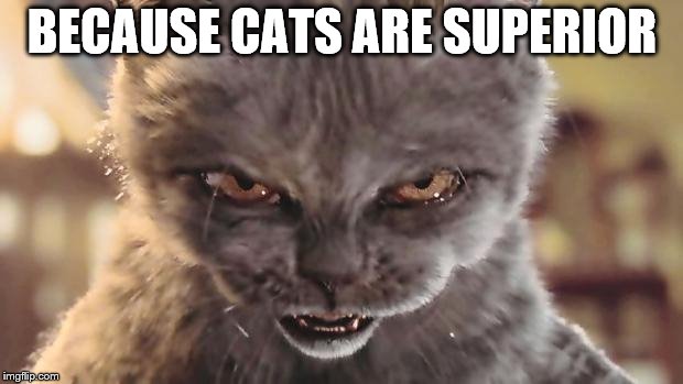 Evil Cat | BECAUSE CATS ARE SUPERIOR | image tagged in evil cat | made w/ Imgflip meme maker