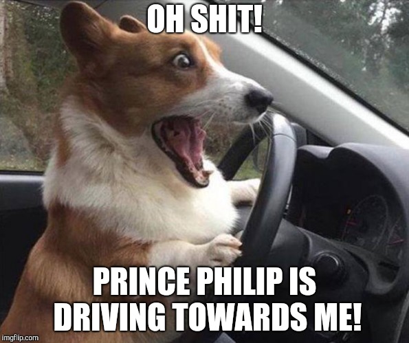 dog driving | OH SHIT! PRINCE PHILIP IS DRIVING TOWARDS ME! | image tagged in dog driving | made w/ Imgflip meme maker