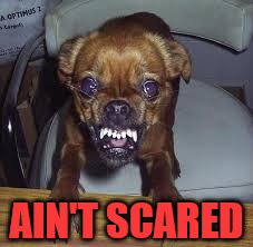 mad dog! | AIN'T SCARED | image tagged in mad dog | made w/ Imgflip meme maker