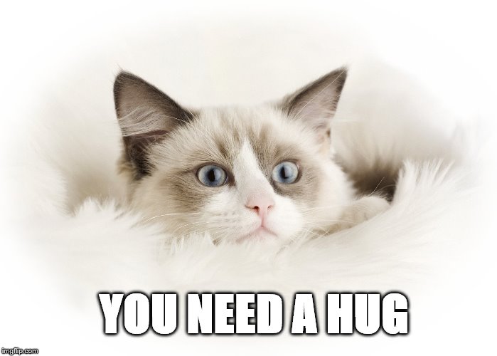 you need a hug | YOU NEED A HUG | image tagged in cats,kitten,memes,meme,cute | made w/ Imgflip meme maker
