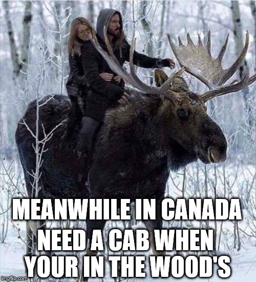 need a cab | MEANWHILE IN CANADA; NEED A CAB WHEN YOUR IN THE WOOD'S | image tagged in meanwhile in canada,canada moose,canada,funny,memes | made w/ Imgflip meme maker