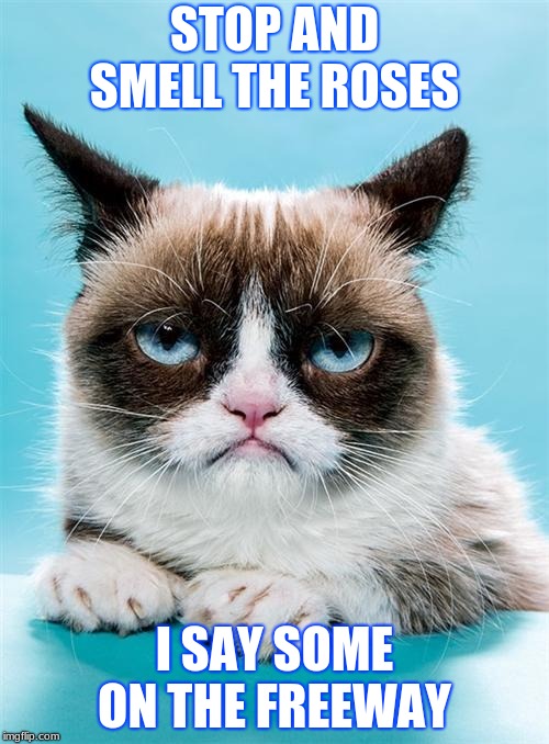 Grumpy Cat | STOP AND SMELL THE ROSES; I SAY SOME ON THE FREEWAY | image tagged in grumpy cat | made w/ Imgflip meme maker