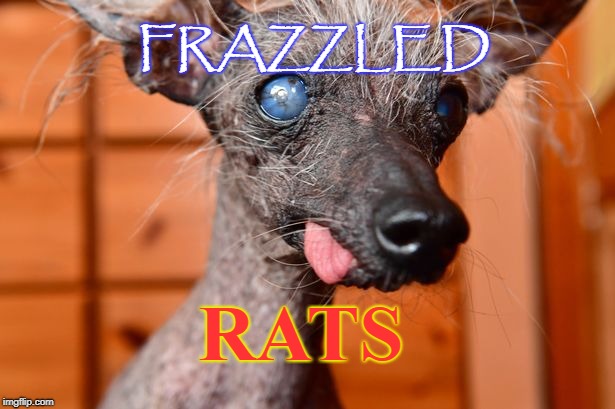 FRAZZLED; RATS | image tagged in frazzled,rat | made w/ Imgflip meme maker
