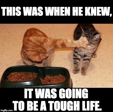 image tagged in cats,funny cats,that's just silly cat,war | made w/ Imgflip meme maker