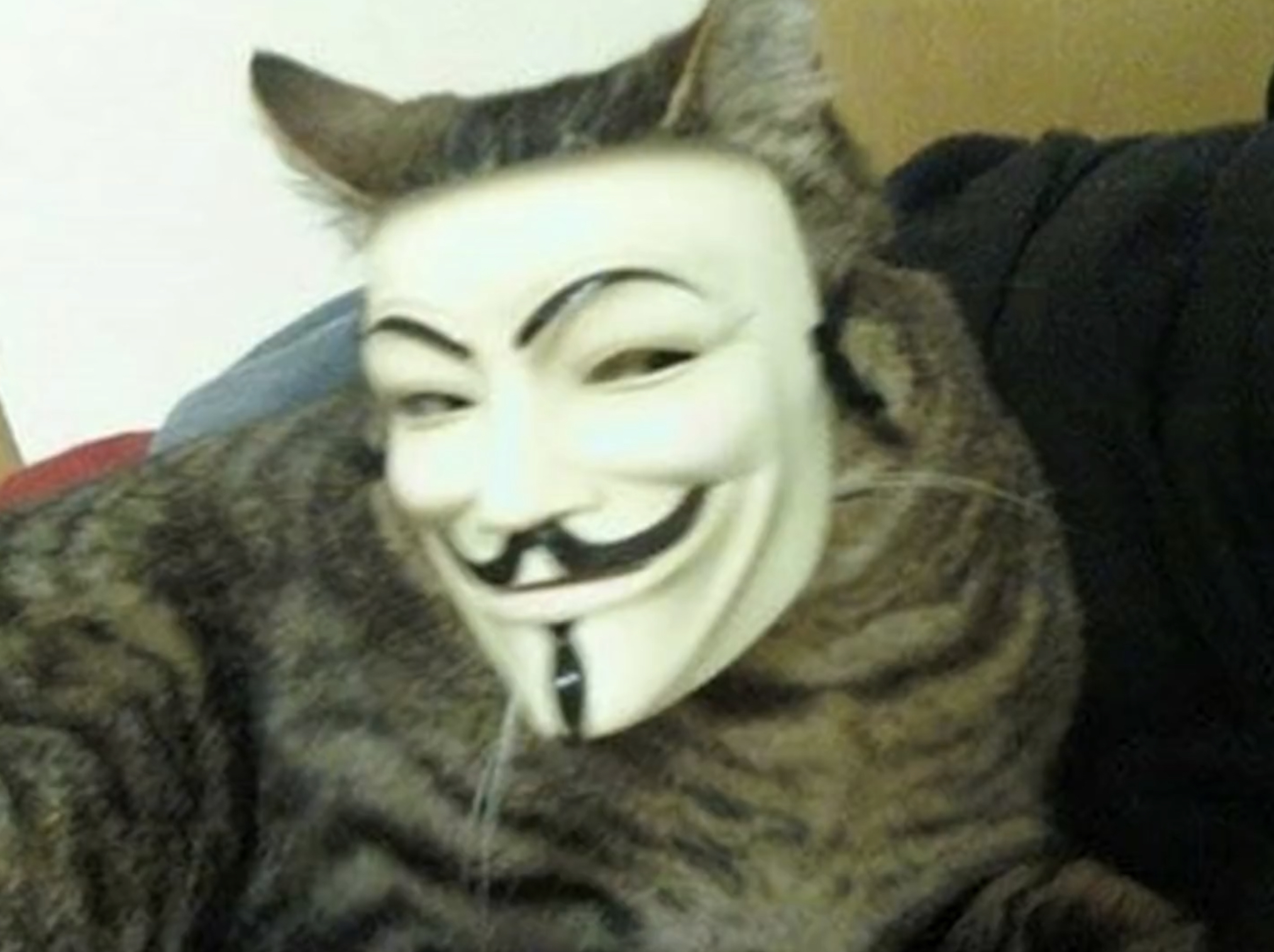 The Anonymous Cat Blank Meme Template