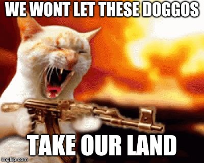 Shooting Cat |  WE WONT LET THESE DOGGOS; TAKE OUR LAND | image tagged in shooting cat | made w/ Imgflip meme maker