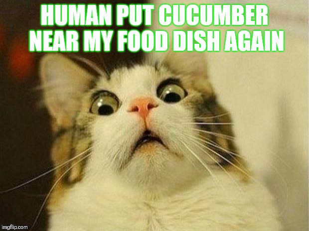Scared Cat Meme | HUMAN PUT CUCUMBER NEAR MY FOOD DISH AGAIN | image tagged in memes,scared cat | made w/ Imgflip meme maker