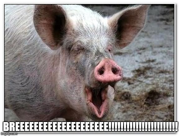 pig | BREEEEEEEEEEEEEEEEEEEE!!!!!!!!!!!!!!!!!!!!!!! | image tagged in pig | made w/ Imgflip meme maker