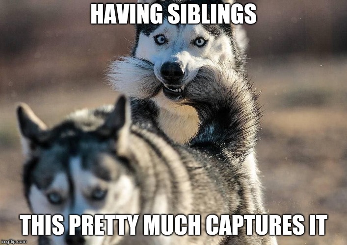 Siblings Suck | HAVING SIBLINGS; THIS PRETTY MUCH CAPTURES IT | image tagged in siblings,husky,family life,humor | made w/ Imgflip meme maker
