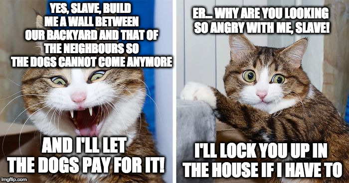 This is what we call a "joke"! | ER... WHY ARE YOU LOOKING SO ANGRY WITH ME, SLAVE! YES, SLAVE, BUILD ME A WALL BETWEEN OUR BACKYARD AND THAT OF THE NEIGHBOURS SO THE DOGS CANNOT COME ANYMORE; AND I'LL LET THE DOGS PAY FOR IT! I'LL LOCK YOU UP IN THE HOUSE IF I HAVE TO | image tagged in angry cat frightens itself,wall,lockup,shutdown | made w/ Imgflip meme maker
