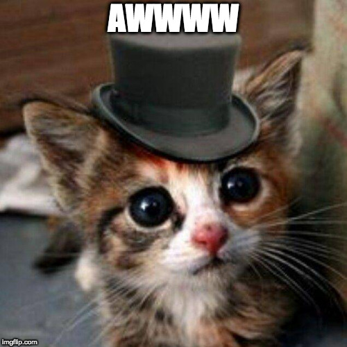 Adorable cat | AWWWW | image tagged in adorable cat | made w/ Imgflip meme maker