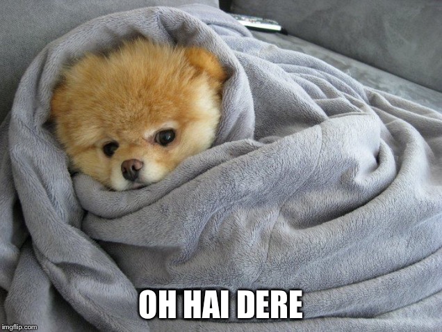 Wittle Pomeranian doggo woke up from nap | OH HAI DERE | image tagged in bundled up doggo,memes,waking up | made w/ Imgflip meme maker