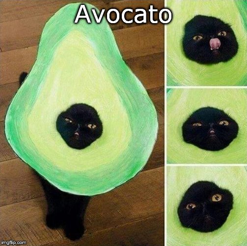 Avocato | image tagged in cats,claybourne | made w/ Imgflip meme maker