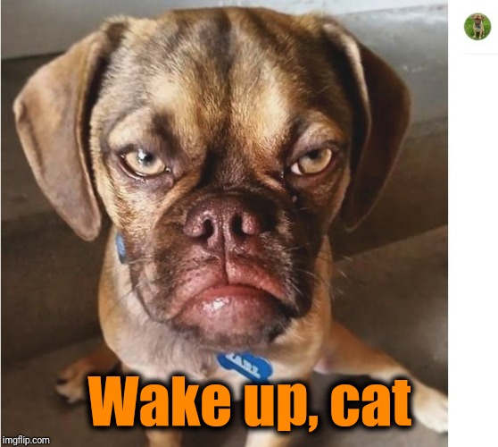 Grumpy DOG | Wake up, cat | image tagged in grumpy dog | made w/ Imgflip meme maker