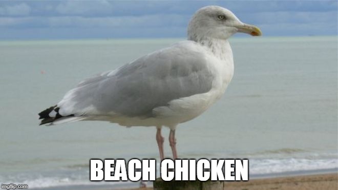 BEACH CHICKEN | image tagged in seagull | made w/ Imgflip meme maker