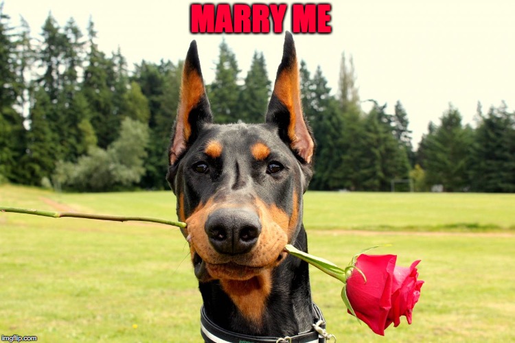 doberman | MARRY ME | image tagged in doberman | made w/ Imgflip meme maker