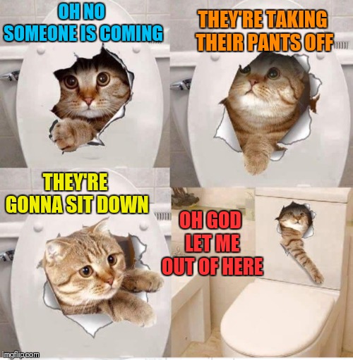 Stuck Cat | THEY'RE TAKING THEIR PANTS OFF; OH NO SOMEONE IS COMING; THEY'RE GONNA SIT DOWN; OH GOD LET ME OUT OF HERE | image tagged in memes,funny,cats,toilet | made w/ Imgflip meme maker
