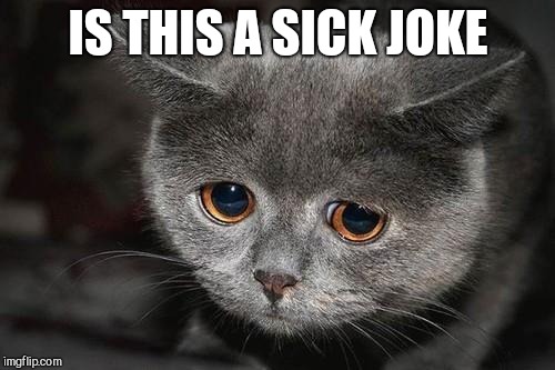 Sad cat | IS THIS A SICK JOKE | image tagged in sad cat | made w/ Imgflip meme maker