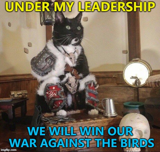 It's been a long war... :) | UNDER MY LEADERSHIP; WE WILL WIN OUR WAR AGAINST THE BIRDS | image tagged in war lord cat,memes,animals,cats,birds | made w/ Imgflip meme maker