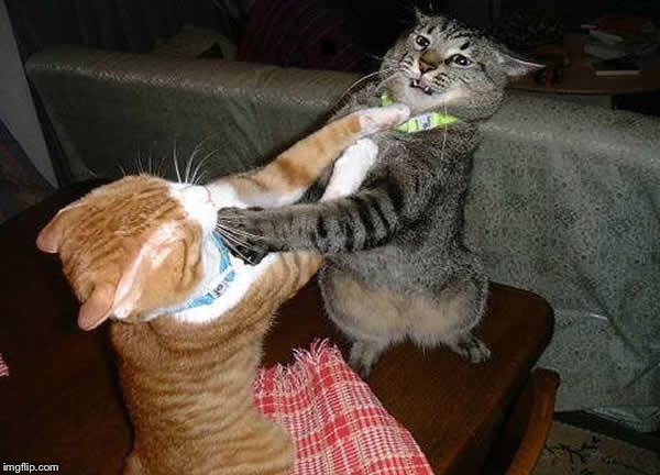 Two cats fighting for real | . | image tagged in two cats fighting for real | made w/ Imgflip meme maker