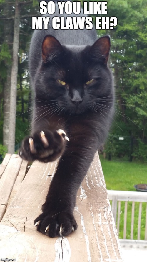 black cat claws pissed | SO YOU LIKE MY CLAWS EH? | image tagged in black cat claws pissed | made w/ Imgflip meme maker