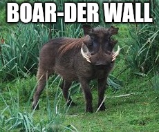 BOAR-DER WALL | image tagged in wild boar | made w/ Imgflip meme maker