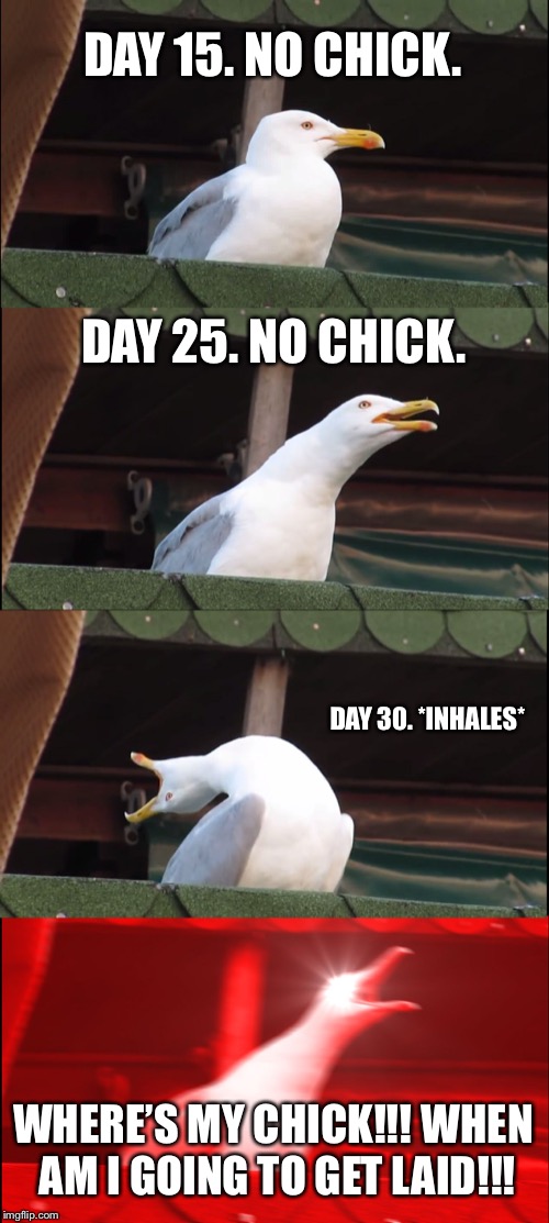 I think he meant “check” and “paid” | DAY 15. NO CHICK. DAY 25. NO CHICK. DAY 30. *INHALES*; WHERE’S MY CHICK!!! WHEN AM I GOING TO GET LAID!!! | image tagged in memes,inhaling seagull,government shutdown,chick,money,word | made w/ Imgflip meme maker