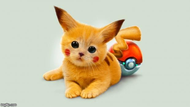 Pikachu cat | . | image tagged in pikachu cat | made w/ Imgflip meme maker