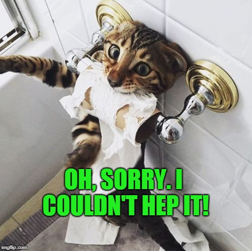 CAT TOILET PAPER | OH, SORRY. I COULDN'T HEP IT! | image tagged in cat toilet paper | made w/ Imgflip meme maker