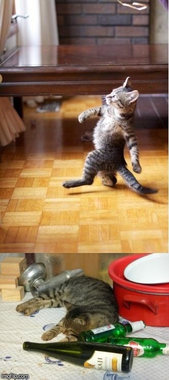 Party cat | image tagged in party cat | made w/ Imgflip meme maker