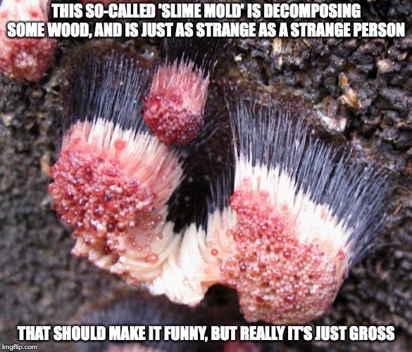 Mycetozoa Sporocarps Stemonitidae | THIS SO-CALLED 'SLIME MOLD' IS DECOMPOSING SOME WOOD, AND IS JUST AS STRANGE AS A STRANGE PERSON; THAT SHOULD MAKE IT FUNNY, BUT REALLY IT'S JUST GROSS | image tagged in funny,memes | made w/ Imgflip meme maker