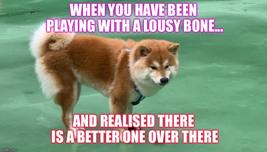 Dog bone meme | WHEN YOU HAVE BEEN PLAYING WITH A LOUSY BONE... AND REALISED THERE IS A BETTER ONE OVER THERE | image tagged in cute dogs | made w/ Imgflip meme maker