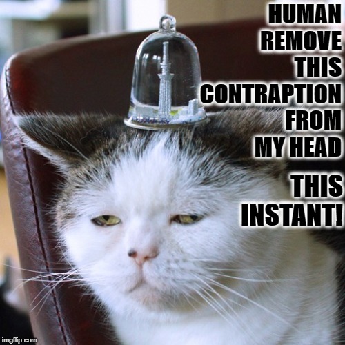 HUMAN REMOVE THIS CONTRAPTION FROM MY HEAD; THIS INSTANT! | image tagged in this instant | made w/ Imgflip meme maker