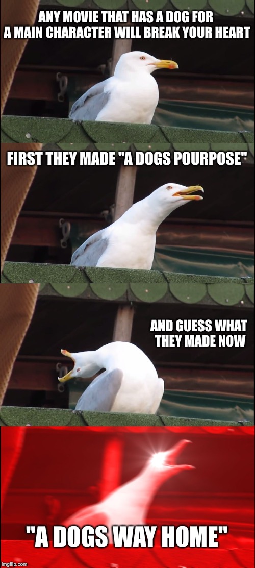 Inhaling Seagull Meme | ANY MOVIE THAT HAS A DOG FOR A MAIN CHARACTER WILL BREAK YOUR HEART; FIRST THEY MADE "A DOGS POURPOSE"; AND GUESS WHAT THEY MADE NOW; "A DOGS WAY HOME" | image tagged in memes,inhaling seagull | made w/ Imgflip meme maker