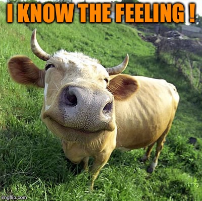funny cow | I KNOW THE FEELING ! | image tagged in funny cow | made w/ Imgflip meme maker