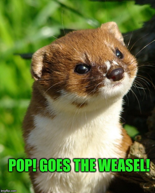 Weasel | POP! GOES THE WEASEL! | image tagged in weasel | made w/ Imgflip meme maker