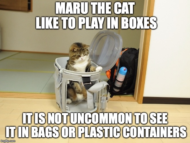 Maru in Plastic Bag | MARU THE CAT LIKE TO PLAY IN BOXES; IT IS NOT UNCOMMON TO SEE IT IN BAGS OR PLASTIC CONTAINERS | image tagged in maru,cat,memes | made w/ Imgflip meme maker