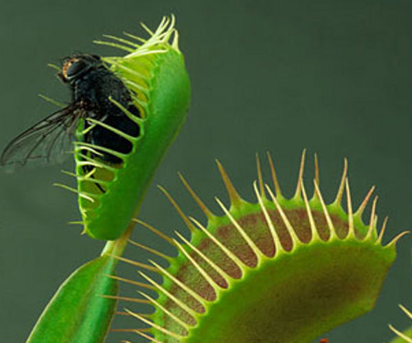 Venus Flytrap Blank Meme Template