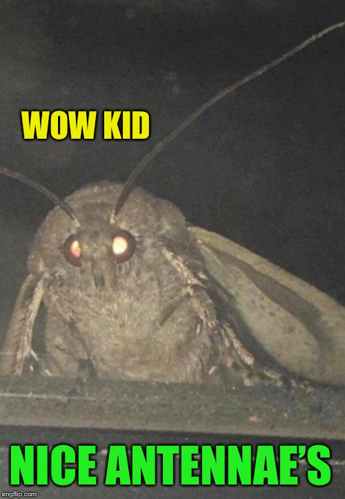 Moth | WOW KID NICE ANTENNAE’S | image tagged in moth | made w/ Imgflip meme maker