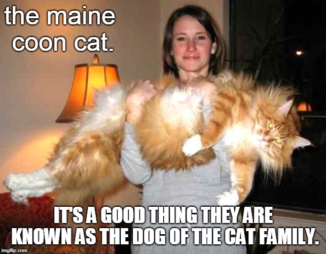 If I had it to do over, I would get a maine coon cat feed it rather than buy gems for women. | the maine coon cat. IT'S A GOOD THING THEY ARE KNOWN AS THE DOG OF THE CAT FAMILY. | image tagged in maine coon cat,girls n cats,meme this,gentle giants | made w/ Imgflip meme maker