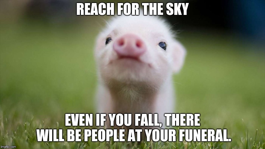 cute pig | REACH FOR THE SKY; EVEN IF YOU FALL, THERE WILL BE PEOPLE AT YOUR FUNERAL. | image tagged in cute pig | made w/ Imgflip meme maker