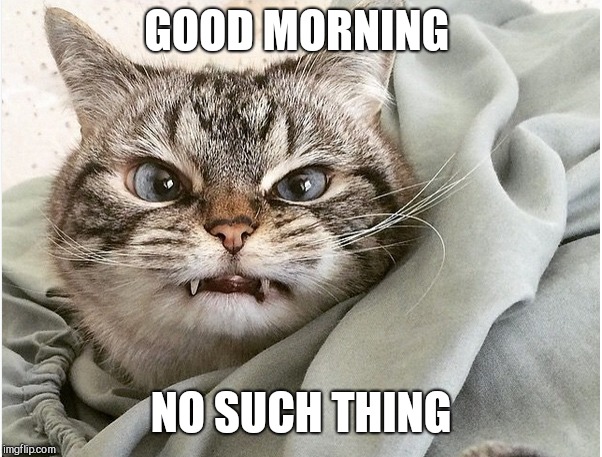 GOOD MORNING; NO SUCH THING | image tagged in ticked off cat,i don't like mornings | made w/ Imgflip meme maker