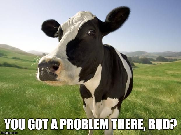 cow | YOU GOT A PROBLEM THERE, BUD? | image tagged in cow | made w/ Imgflip meme maker